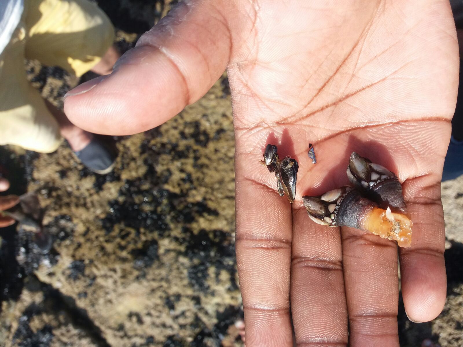 Percebes goose barnacles in Galicia, Spain