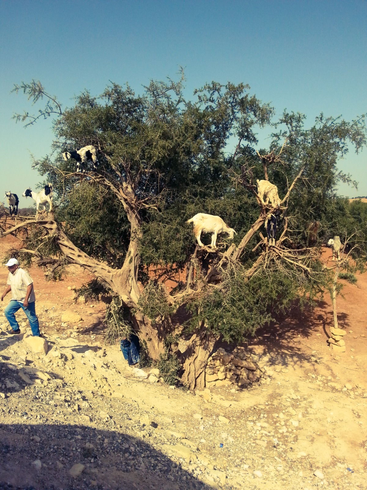 Goats climbing argan trees near Essaouira